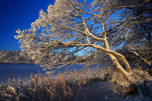 Nieve Hielo Paisaje Liepnitzsee Brandenburg — Foto de Stock