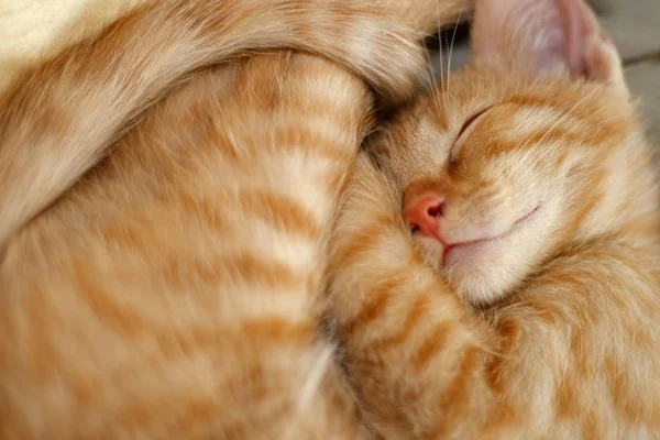 Jovem Gato Dorme Europeu Shorthair — Fotografia de Stock