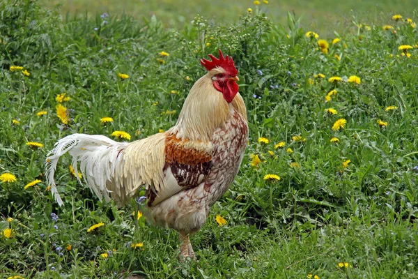 Doğadaki Güzel Kuşun Manzarası — Stok fotoğraf