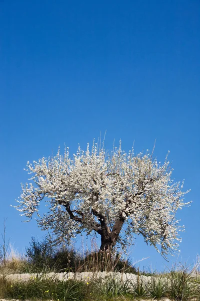Beautiful Single Almond Tree Bloom Majorca Spain — Stock Photo, Image