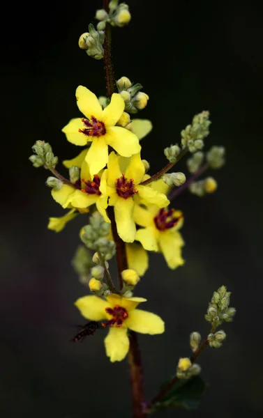 Krásný Botanický Záběr Přírodní Tapety — Stock fotografie