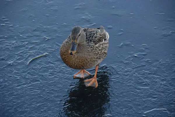 Vista Cênica Pato Mallard Bonito Natureza — Fotografia de Stock