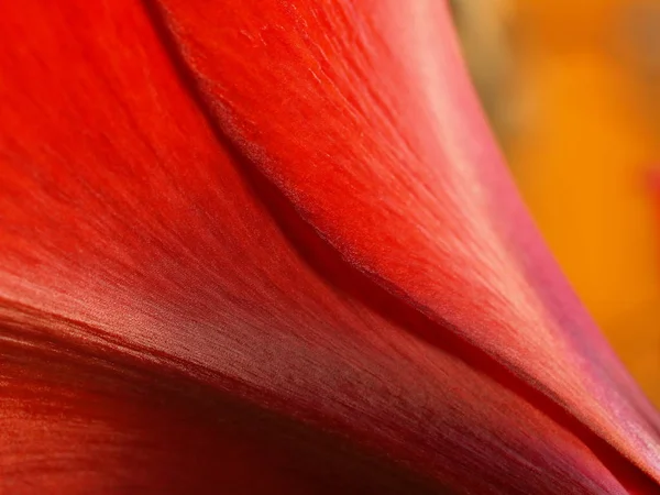 Amaryllis Pétales Fleurs Floraison Florale — Photo