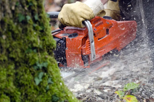 Chainsaw Action — Stock Photo, Image