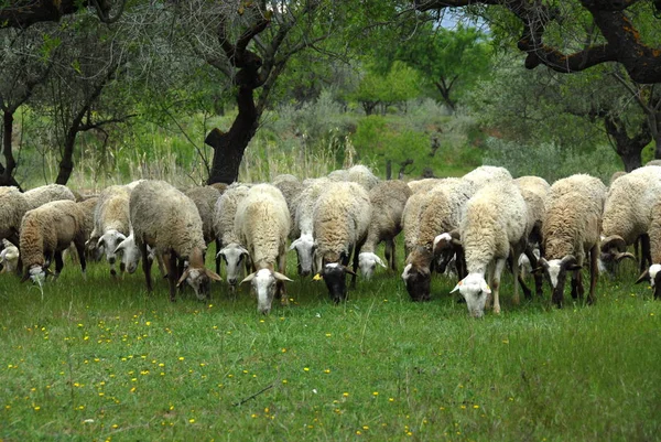 Moutons Dans Pâturage — Photo