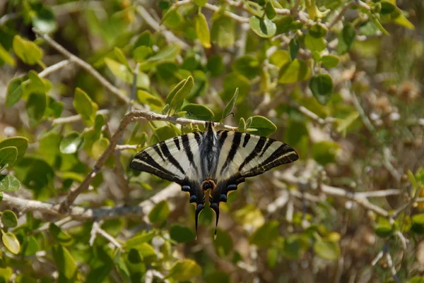 Κοντινή Προβολή Της Όμορφης Πολύχρωμης Πεταλούδας — Φωτογραφία Αρχείου