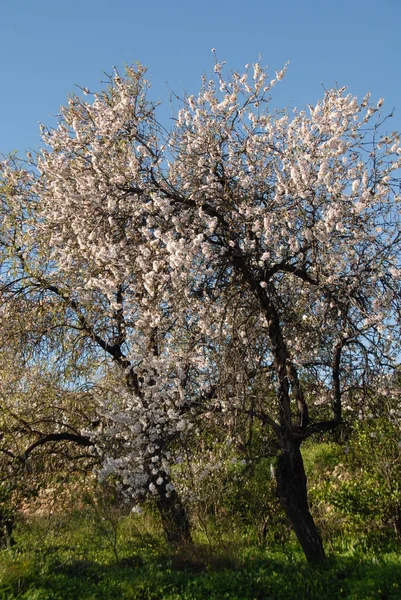 Lämnat Blossom Spanien — Stockfoto