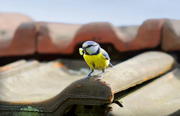 Vogel Thema Außenschuss — Stockfoto