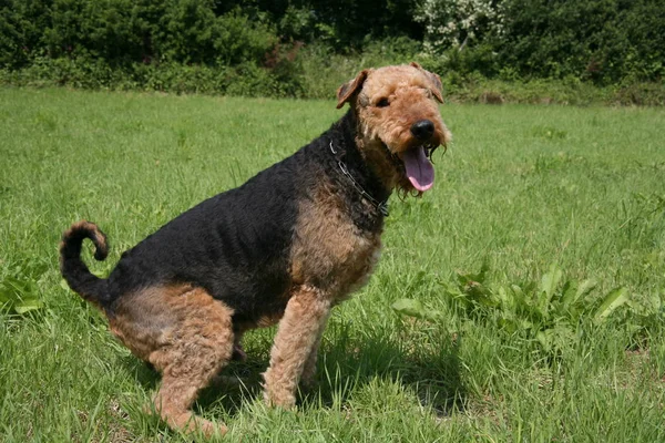 Airedale Teriyeri Kahverengi Kıvırcık Köpek — Stok fotoğraf