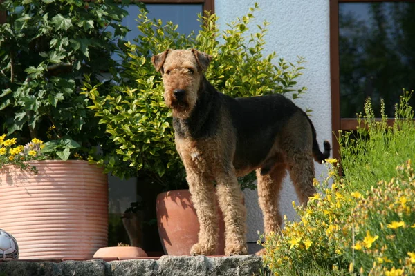 Airedale Terriër Bruine Krulhond — Stockfoto