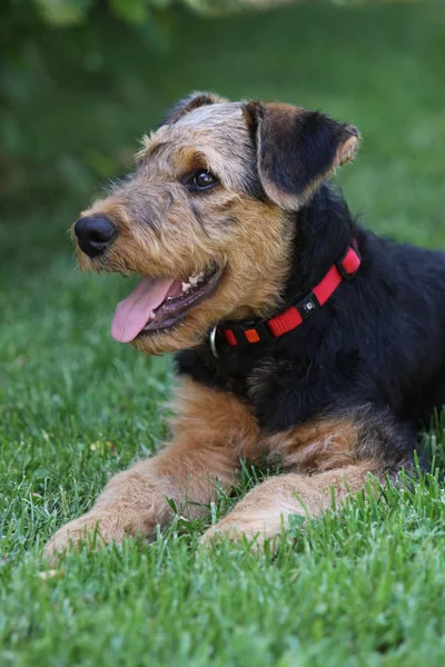 Airedale Terrier Brun Lockig Hund — Stockfoto