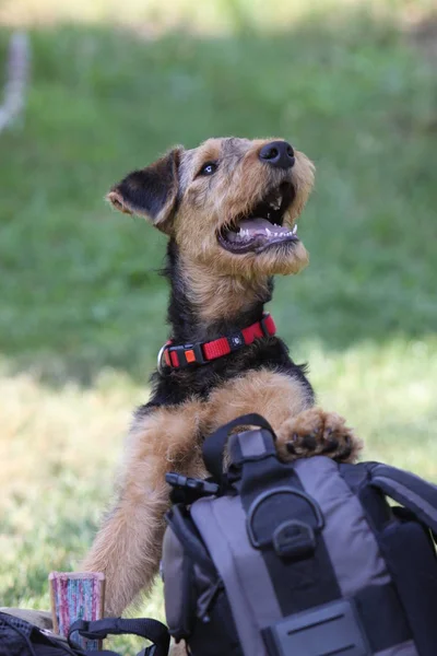 Airedale terrier, brown curly dog