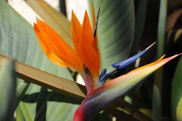 Tropische Oranje Strelizie Bloem Paradijsvogel Bloem — Stockfoto