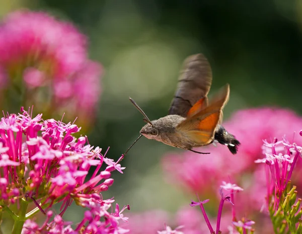 Latające Dzień Kolibry Jastrzębie Mól Zbliżają Się Waleriany — Zdjęcie stockowe