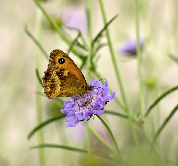 Masculino Porteiro Borboleta Néctar Roxo Escabioso Flor Verão — Fotografia de Stock