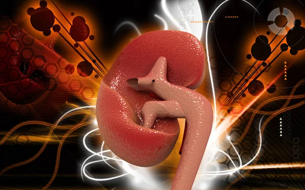 Digital Illustration Kidney Colour Background — Stock Photo, Image