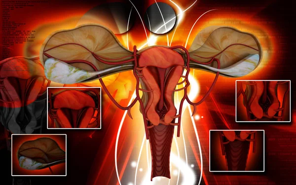 배경의 자궁에 디지털 — 스톡 사진
