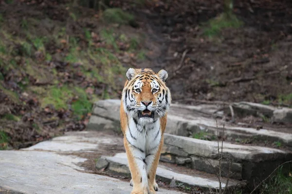 Tigre Siberiana Vicino — Foto Stock