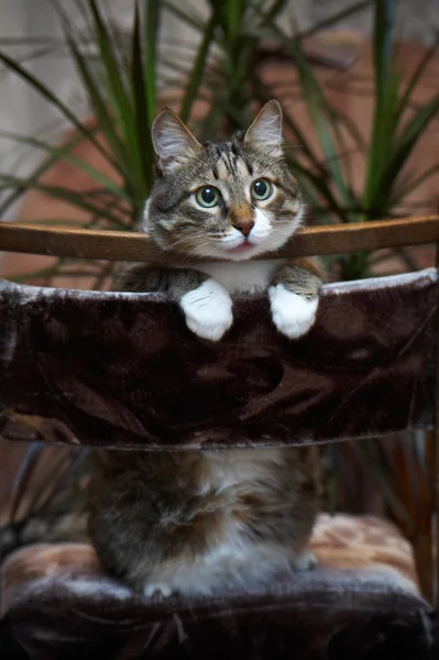 Kat Poseren Voor Camera Kuzia Oudere Kat Jaar — Stockfoto