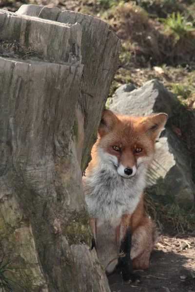 Vulpes Vulpes Fox Animal — стоковое фото