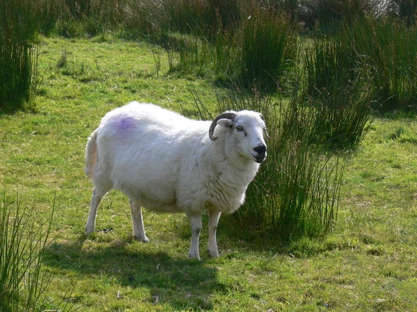 Aussichtsreicher Blick Auf Die Landwirtschaft Auf Dem Land — Stockfoto