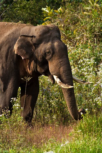 Elefante Indio Asiático — Foto de Stock