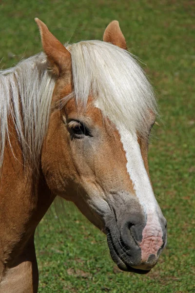 Haflinger Raza Caballo — Foto de Stock