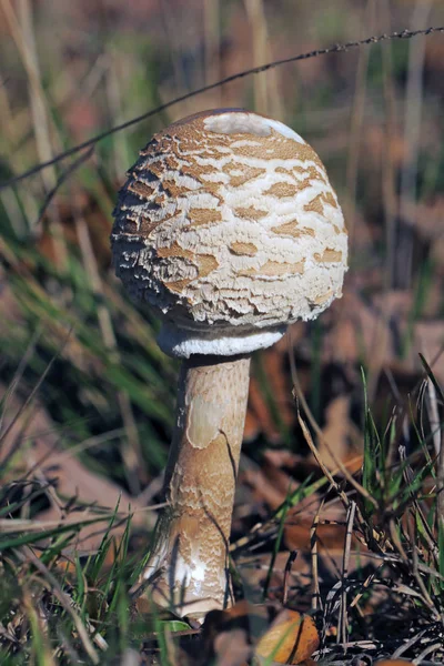 버섯의 Macrolepiota Procera Lepiote Hitheree Coulemelle Parasol — 스톡 사진