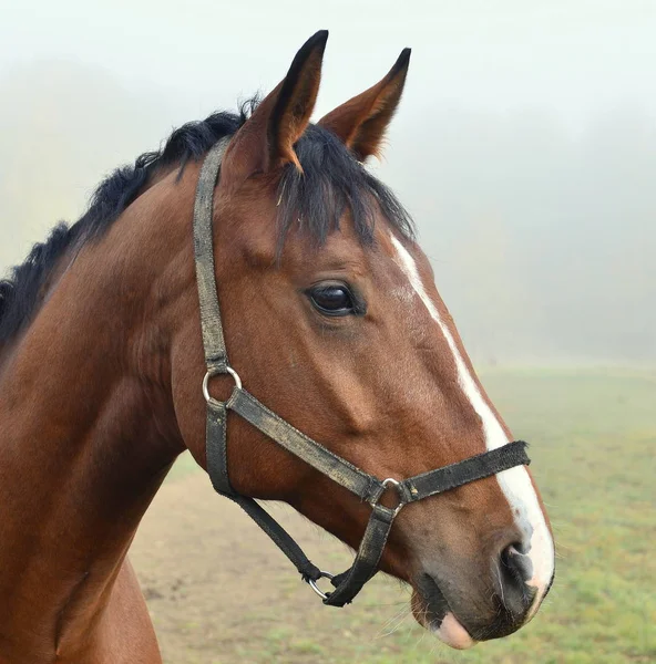 Koňský Portrét Koňské Hlavy — Stock fotografie