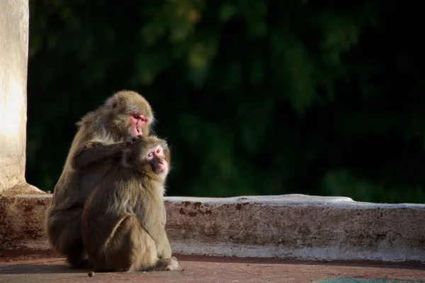 2匹の褐色の猿が互いにたわみ合う — ストック写真