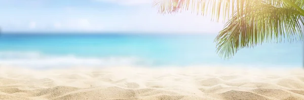 Sunny Tropical Beach Palm Trees — Stock Photo, Image