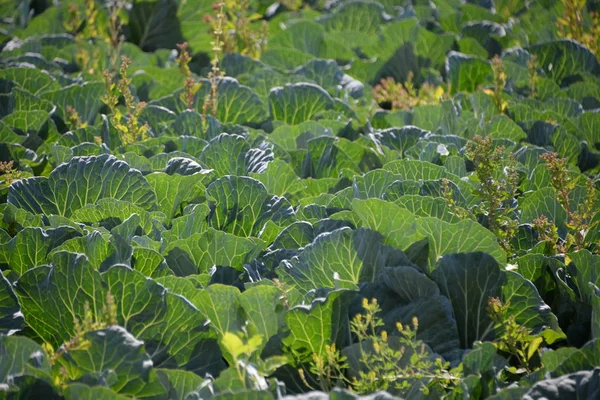 Cabbages Field Province Valencia Spain — Stockfoto