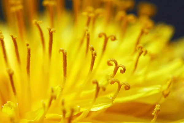 Zbliżenie Kwiatu Mniszka Lekarskiego — Zdjęcie stockowe