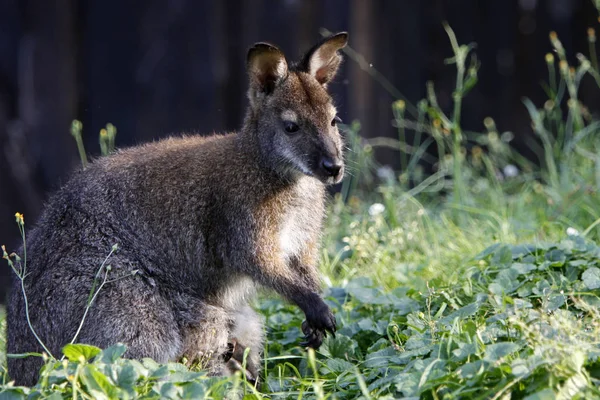 Schattig Kangoeroe Dier Australisch Zoogdier — Stockfoto