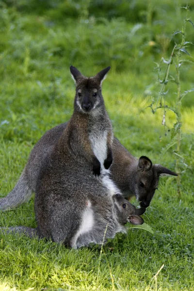 Lindo Canguro Animal Mamífero Australiano — Foto de Stock