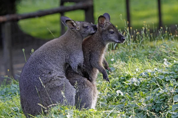 Canguro Fauna Australiana — Foto de Stock