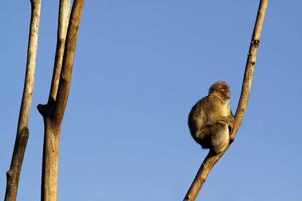 Mono Bereber Sobre Árbol — Foto de Stock