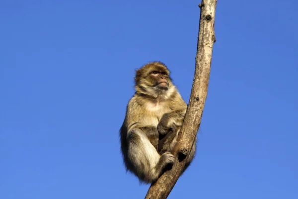 Macaco Barbaro Albero — Foto Stock