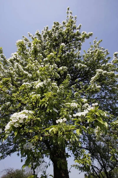 Malerische Aussicht Auf Schöne Blumen — Stockfoto