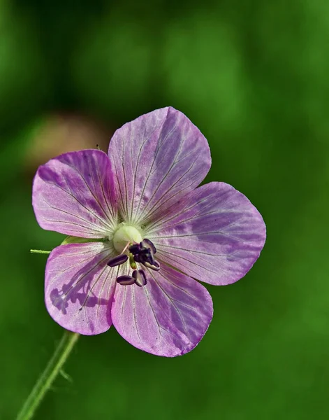 Schöne Blumen Blumiges Konzept Hintergrund — Stockfoto