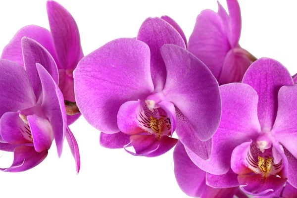 Malays Flor Falaenopsis Híbridos — Fotografia de Stock