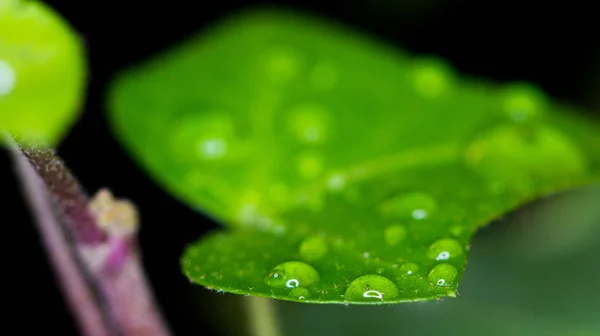 Folha Hera Com Gotas Água — Fotografia de Stock