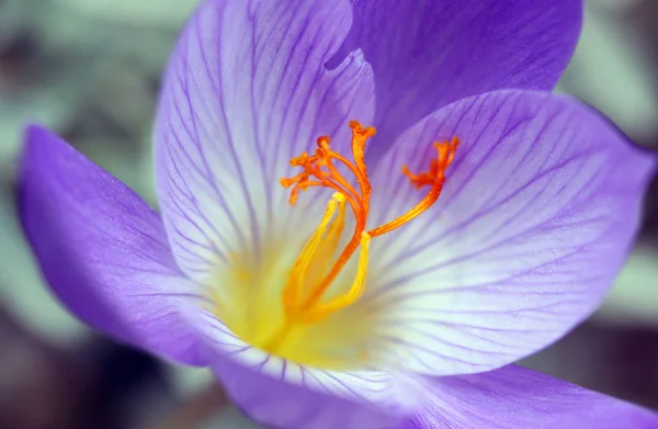 spring crocus flowers, purple flora
