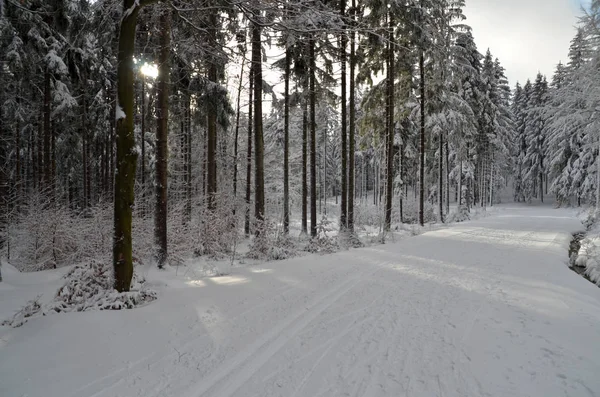 Invierno Bosque Nieve Montañas Senderismo — Foto de Stock