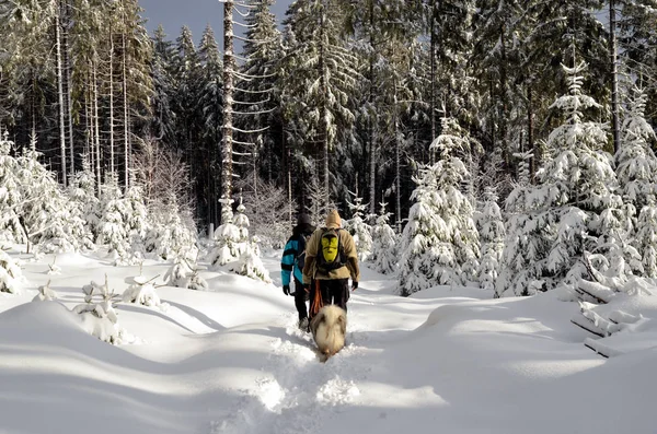 Inverno Floresta Neve Caminhadas Montanhas — Fotografia de Stock