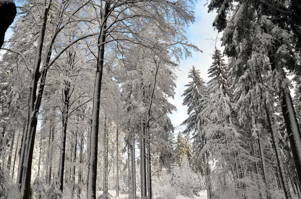 有树木的冬季森林 被雪覆盖的木头 — 图库照片