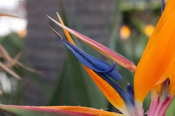 Strelitzia Reginae Kwiat Roślin Tropikalnych — Zdjęcie stockowe