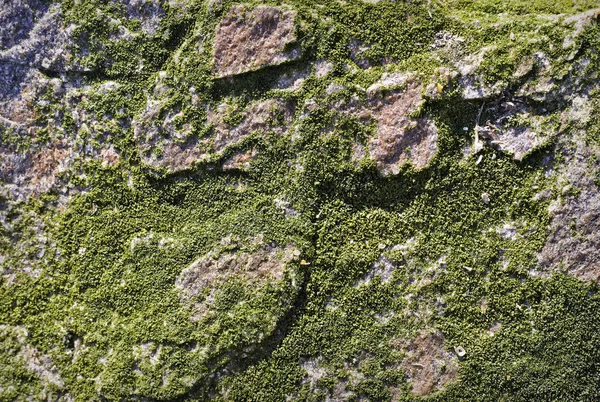 Moss Texture Background Wallpaper — Stock Photo, Image