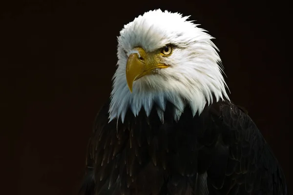 Vacker Utsikt Över Majestätisk Skallig Örn Vild Natur — Stockfoto