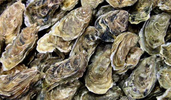Oysters Sea Food Shell — Stock Photo, Image